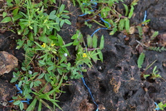 Polygala arvensis